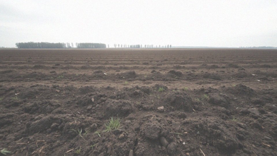 Jakie są główne typy czarnoziemów?